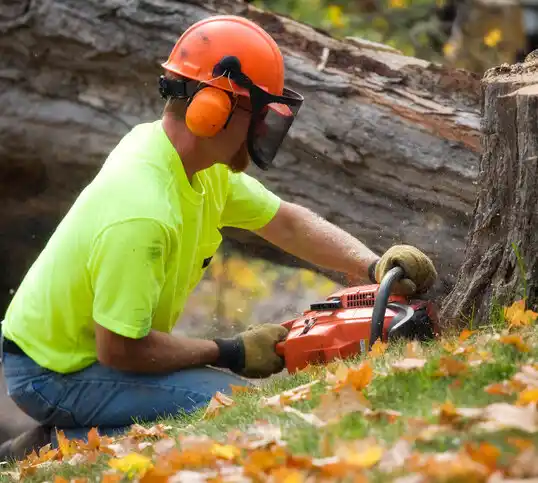 tree services Dickinson